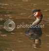 grebe1.jpg