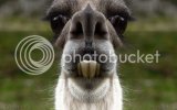 lama-closeup.jpg