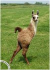Leo_the_two_legged_Llama_by_HumanDescent.jpg