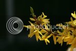 forsythia0710.jpg