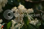 pieris0709.jpg