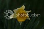 daff0712.jpg