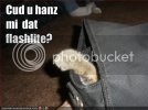 funny-pictures-cat-asks-for-a-flash.jpg