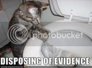 funny-pictures-cat-disposes-of-evid.jpg