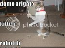 funny-pictures-cat-does-a-robotic-d.jpg