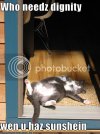 funny-pictures-cat-in-sunshine-has-.jpg