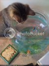 funny-pictures-goldfish-asks-for-he.jpg