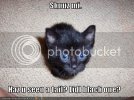 funny-pictures-kitten-cannot-find-h.jpg