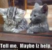 funny-pictures-kitten-offers-to-hel.jpg