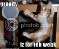 funny-pictures-kitten-resists-gravi.jpg