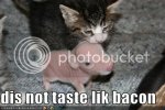 funny-pictures-kitten-tastes-uncook.jpg