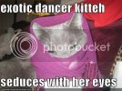 funny-pictures-your-cat-is-an-exoti.jpg