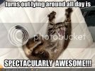 funny-pictures-your-cat-likes-layin.jpg