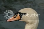 swanstoday0760copy.jpg
