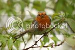 robins0777copy.jpg