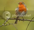 robins0778copy.jpg