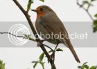 robins0780copy.jpg