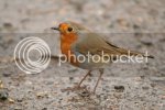 robins0781copy.jpg