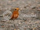 robins0782copy.jpg