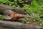 cockpheasant0785.jpg