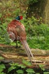 cockpheasant0786.jpg
