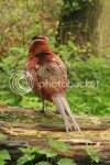 cockpheasant0787.jpg