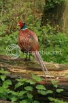cockpheasant0788.jpg