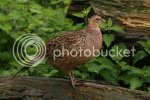 cockpheasant0789.jpg