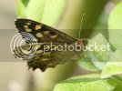 speckledwood0800copy.jpg