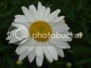 daisy.jpg