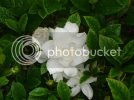 gardenia.jpg