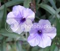 2405727purpflowers.jpg