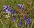 bluebells0874copy.jpg