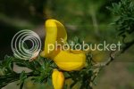 gorse0889copy.jpg