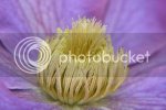 clematis0881copy.jpg