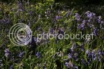 bluebells0907.jpg