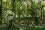 bluebells0910.jpg