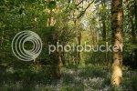 bluebells0911.jpg