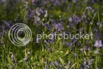 bluebells0914.jpg