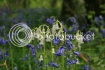 bluebells0915.jpg