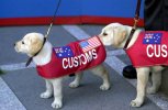 customs_dog.jpg