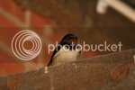 swallow0933copy.jpg
