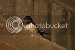 swallow0934copy.jpg