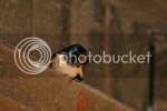 swallow0936copy.jpg