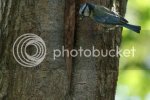 bluetitsnest0927copy.jpg