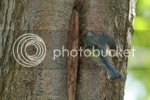 bluetitsnest0928copy.jpg