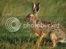 hare.jpg
