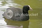 coots0951copy.jpg