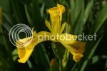iris0972.jpg