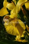 iris0973.jpg